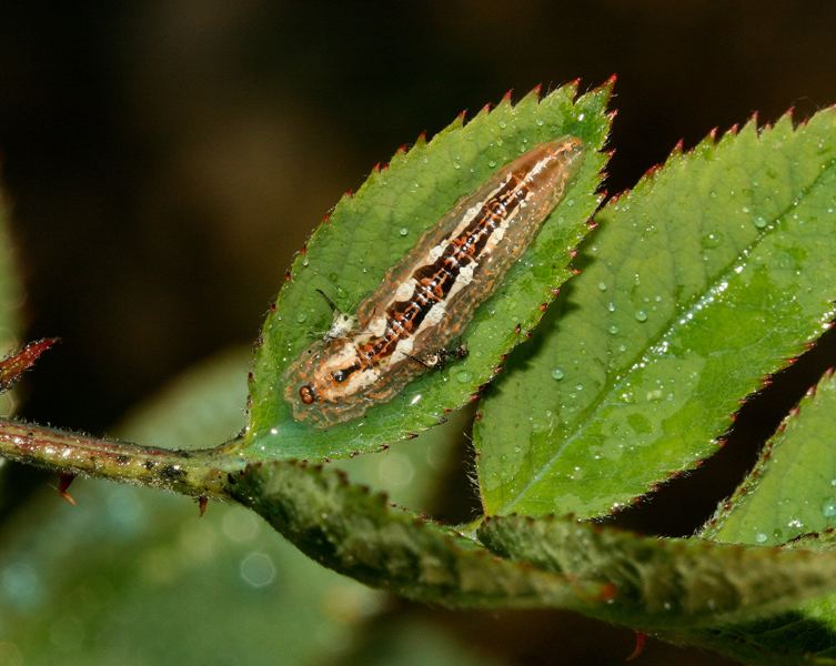 un due e tre...e l''afide pi non c'':Episyrphus balteatus